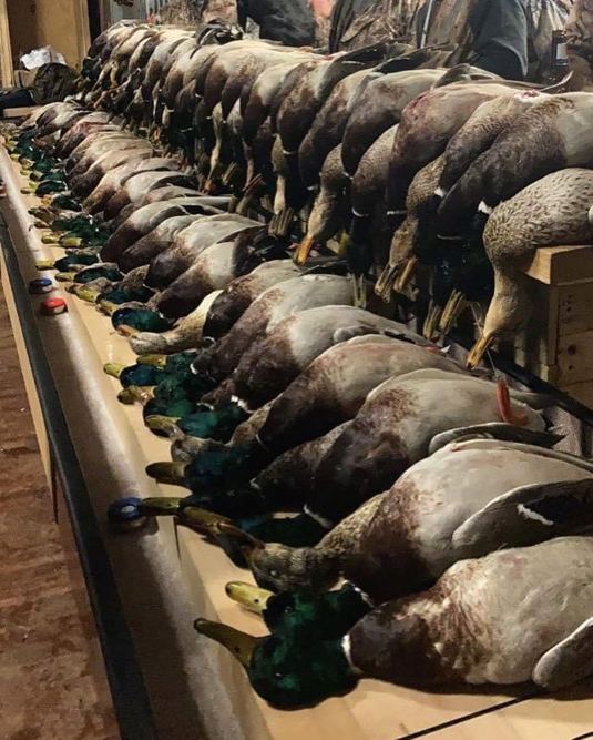 Kansas duck hunting
