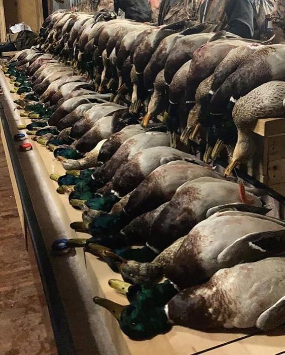 Duck Hunting gallery moment