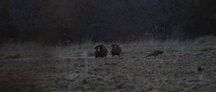 Turkey Hunting gallery moment