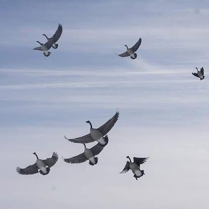 Goose Hunting gallery moment