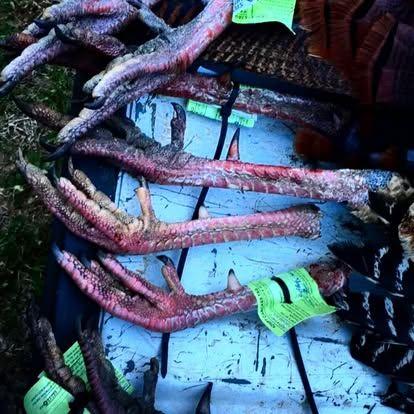 Turkey Hunting gallery moment