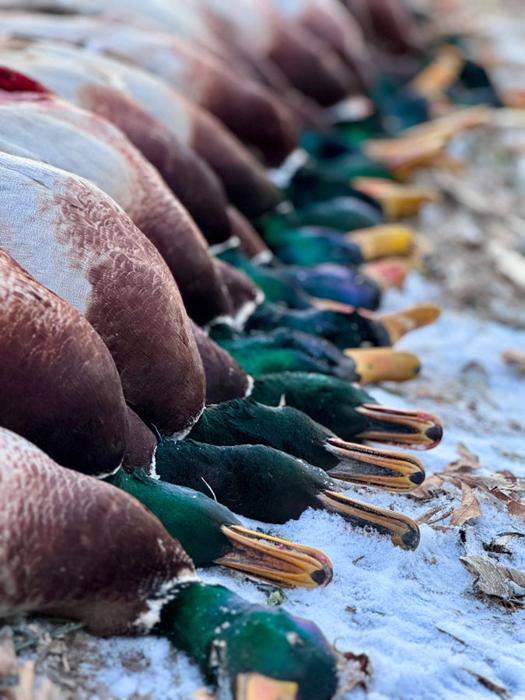 Duck Hunting gallery moment