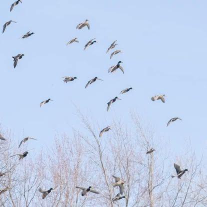Duck Hunting gallery moment