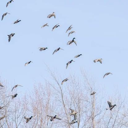Morning decoy spread in an East-central Kansas field